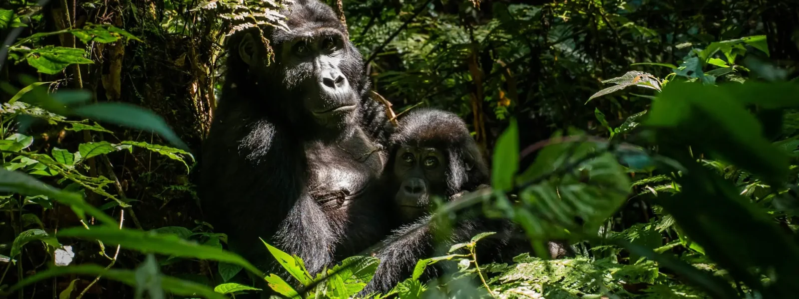 Volcanoes National Park