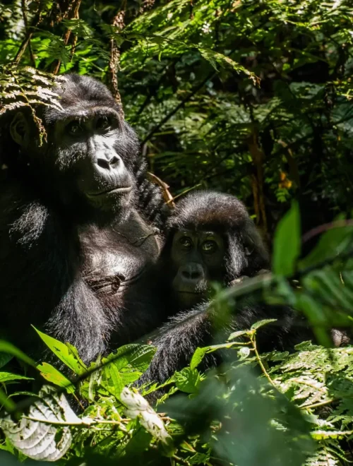 4-Day Uganda Gorilla Trekking Safari