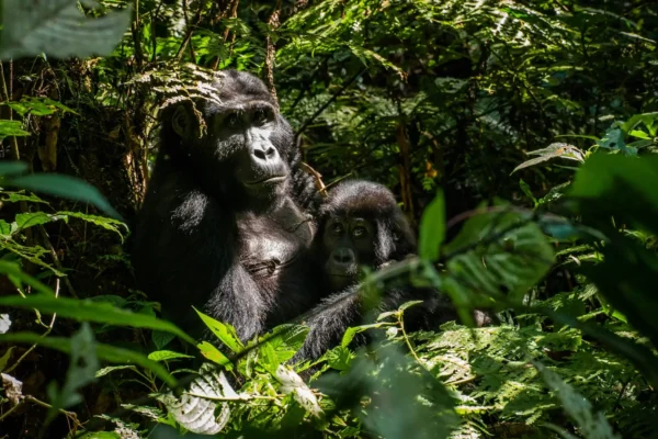4-Day Uganda Gorilla Trekking Safari