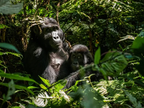 4-Day Uganda Gorilla Trekking Safari