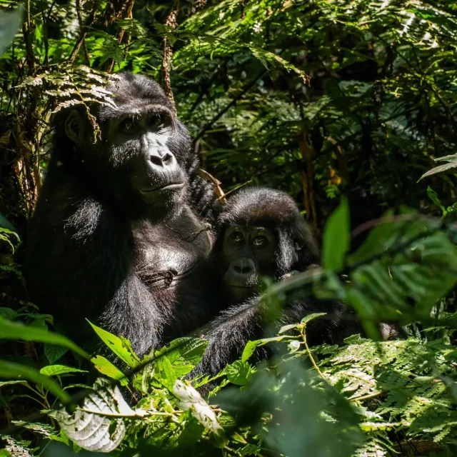 4-Day Uganda Gorilla Trekking Safari