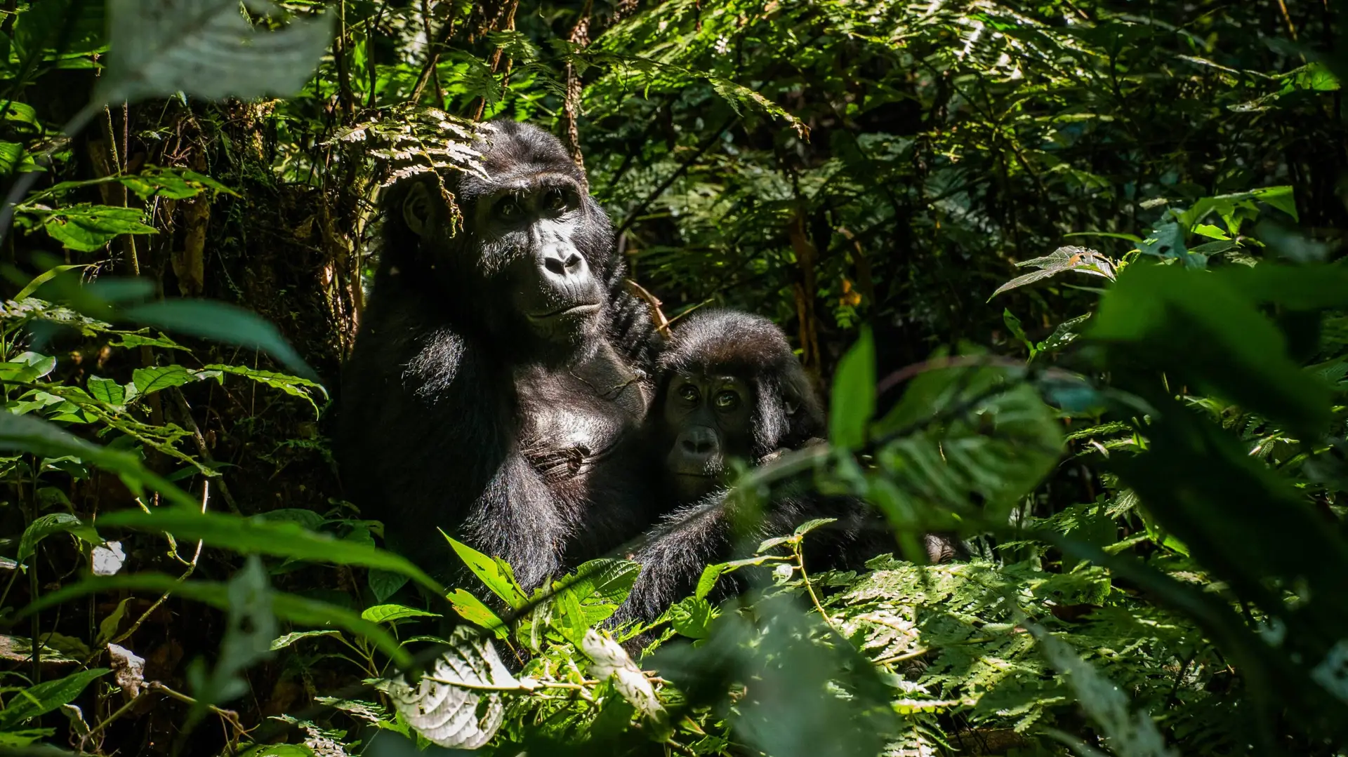 4 Days Uganda Gorilla Trekking via Kigali