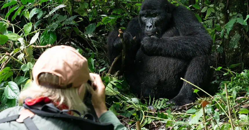Mountain gorillas in their natural rainforest habitat for luxury honeymoon gorilla safaris