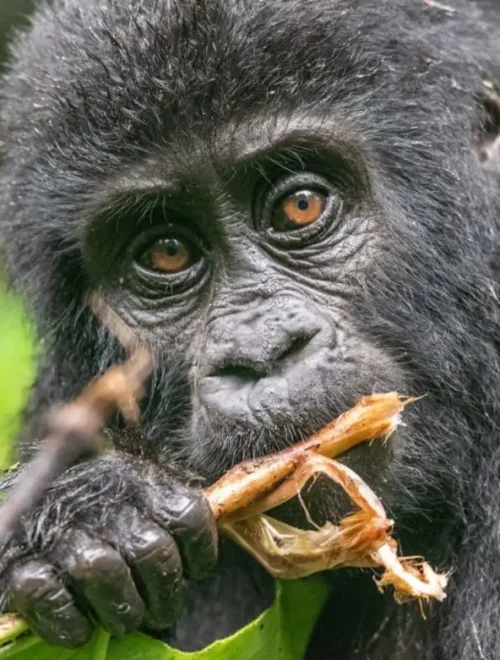 3 Days Mountain Gorilla Trekking in Rwanda