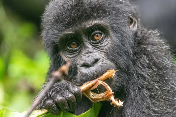 3 Days Mountain Gorilla Trekking in Rwanda