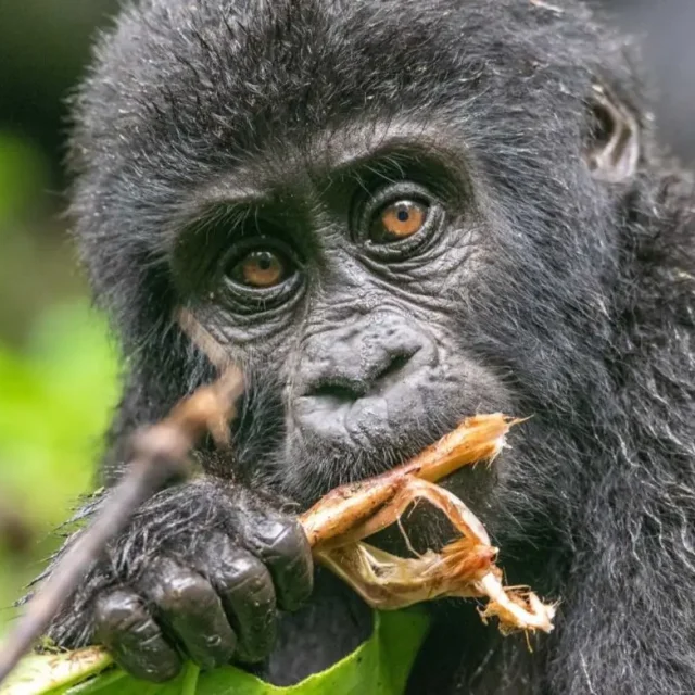 3 Days Mountain Gorilla Trekking in Rwanda
