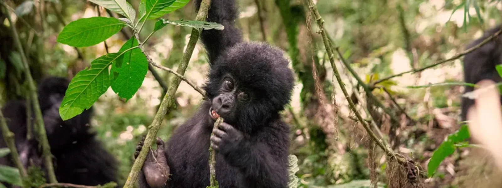 Mgahinga Gorilla National Park