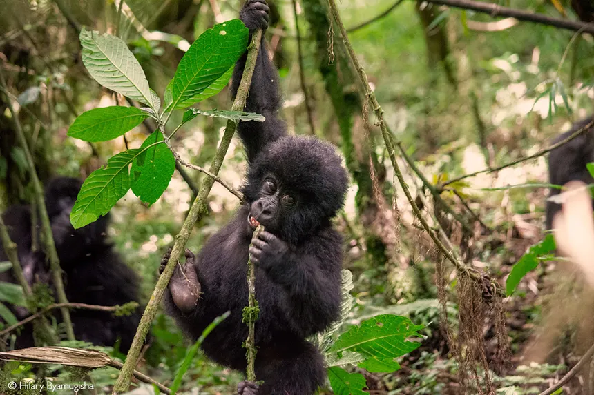 Baby gorilla in Mgahinga National Park, Uganda on a luxury honeymoon gorilla safari