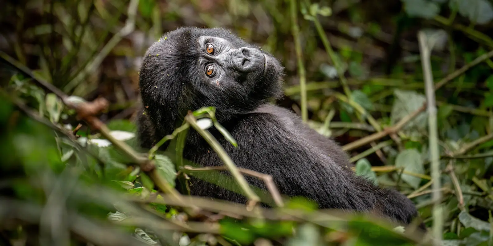 Mountain gorilla in natural habitat photographed on a professional gorilla photography safari