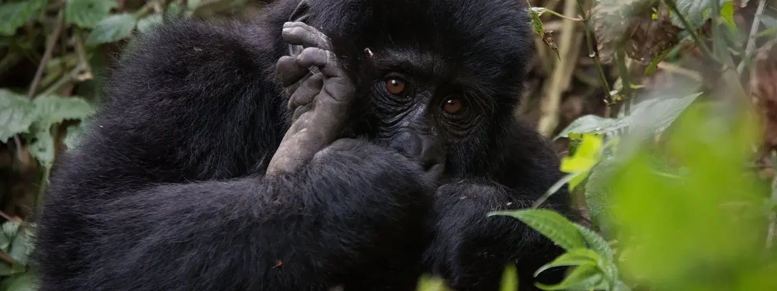 Bwindi Impenetrable Forest