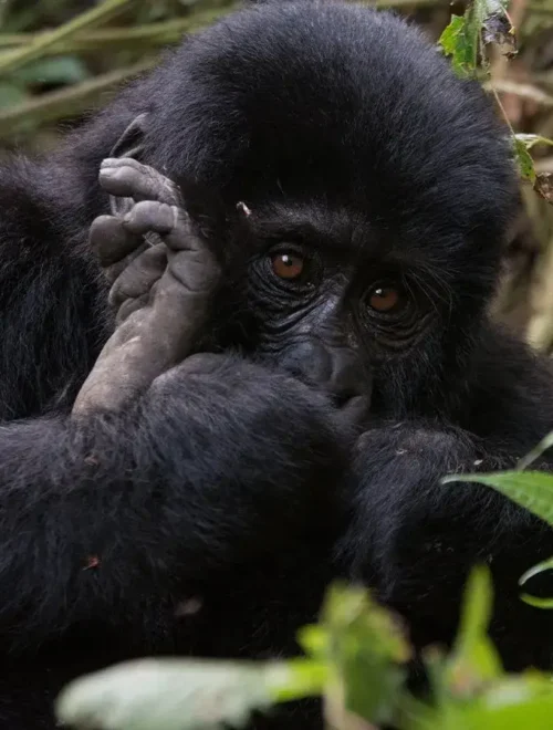 1 Day Gorilla Trekking Safari from Kigali Rwanda