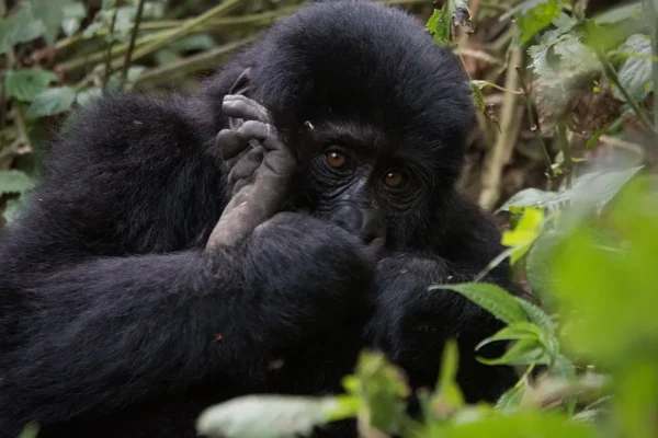 1 Day Gorilla Trekking Safari from Kigali Rwanda
