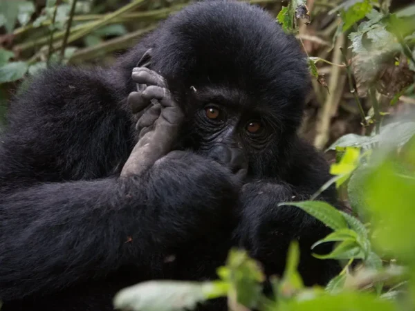 1 Day Gorilla Trekking Safari from Kigali Rwanda