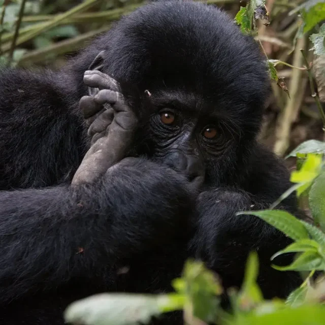 1 Day Gorilla Trekking Safari from Kigali Rwanda