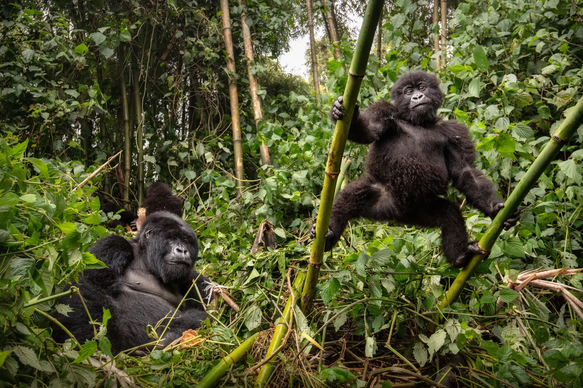 9 Day gorilla habituation and trekking safari