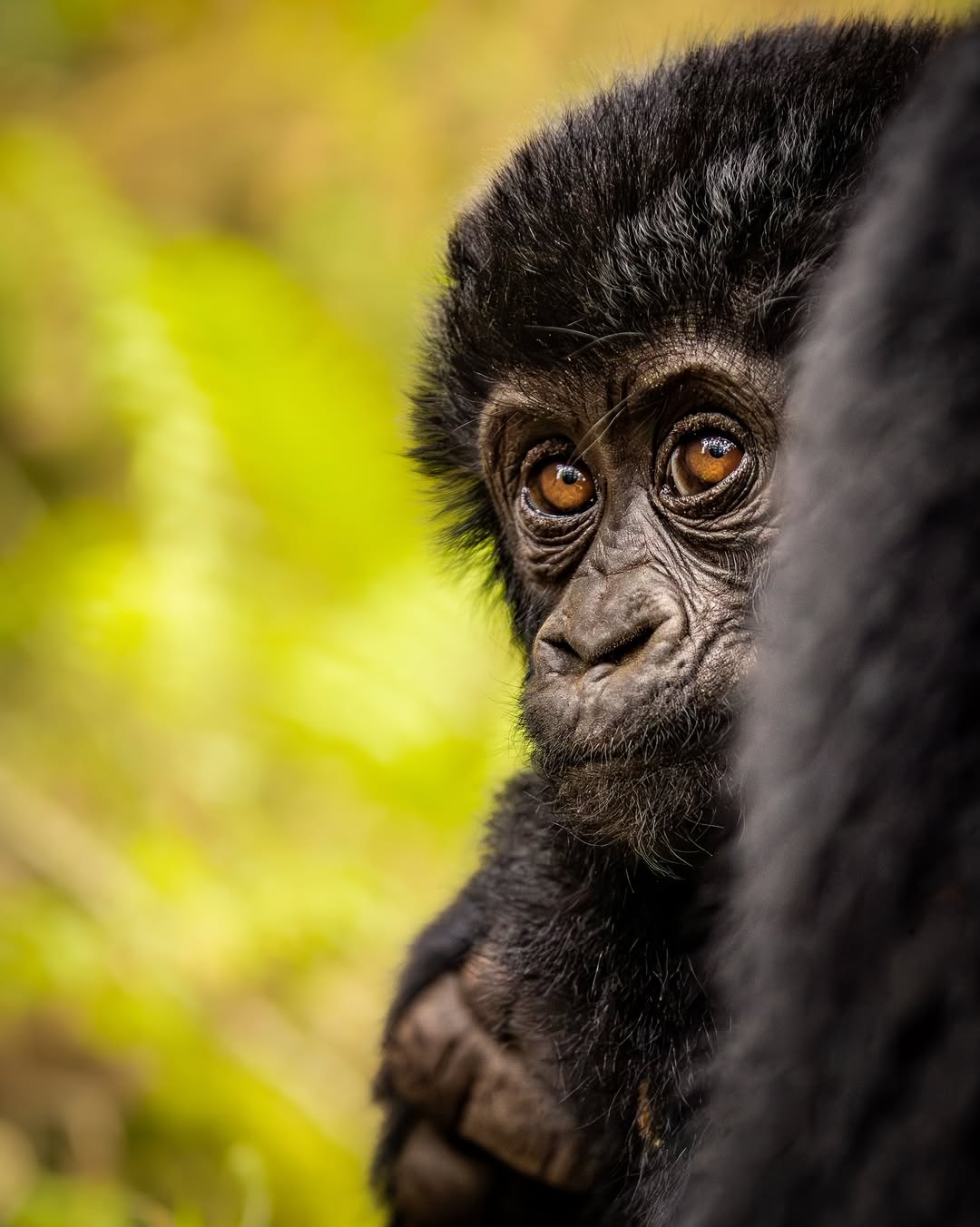 Experience the rare magic of mountain gorilla encounters in Bwindi Impenetrable National Park