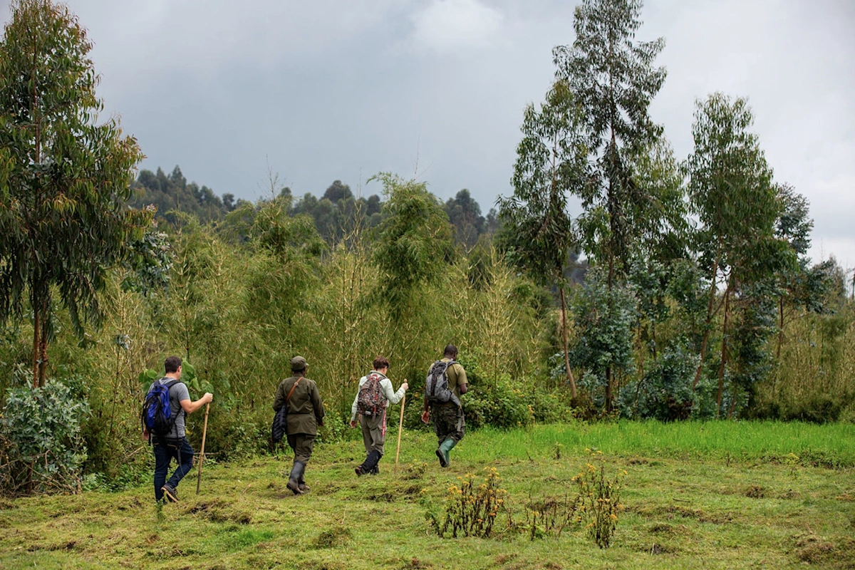 Elevana-led luxury gorilla trekking and guided experiences in Rwanda