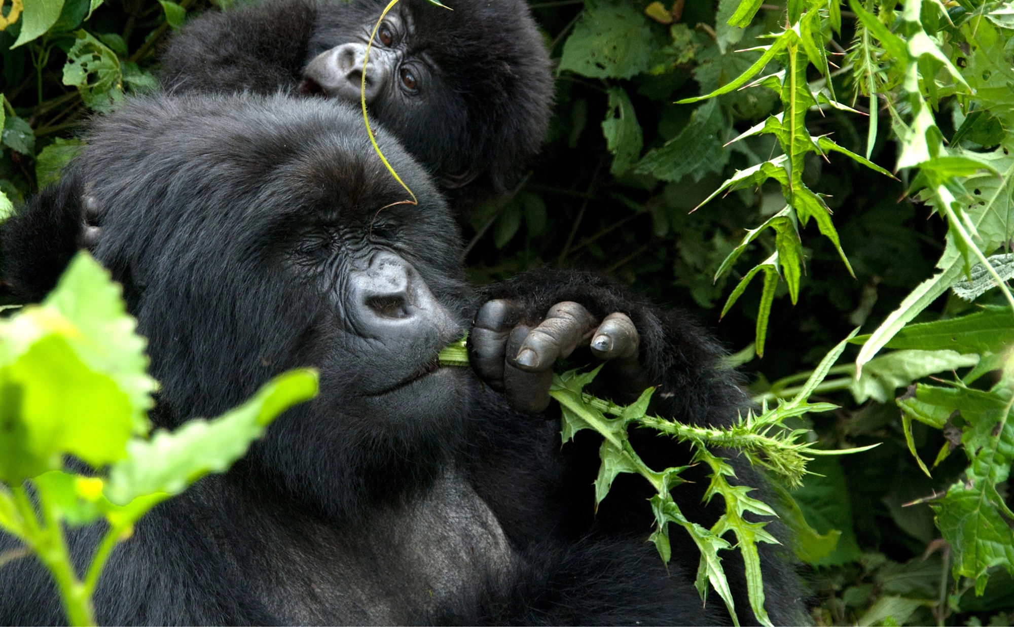 Luxury safari lodge experience for gorillas, golden monkeys and Big Five extension