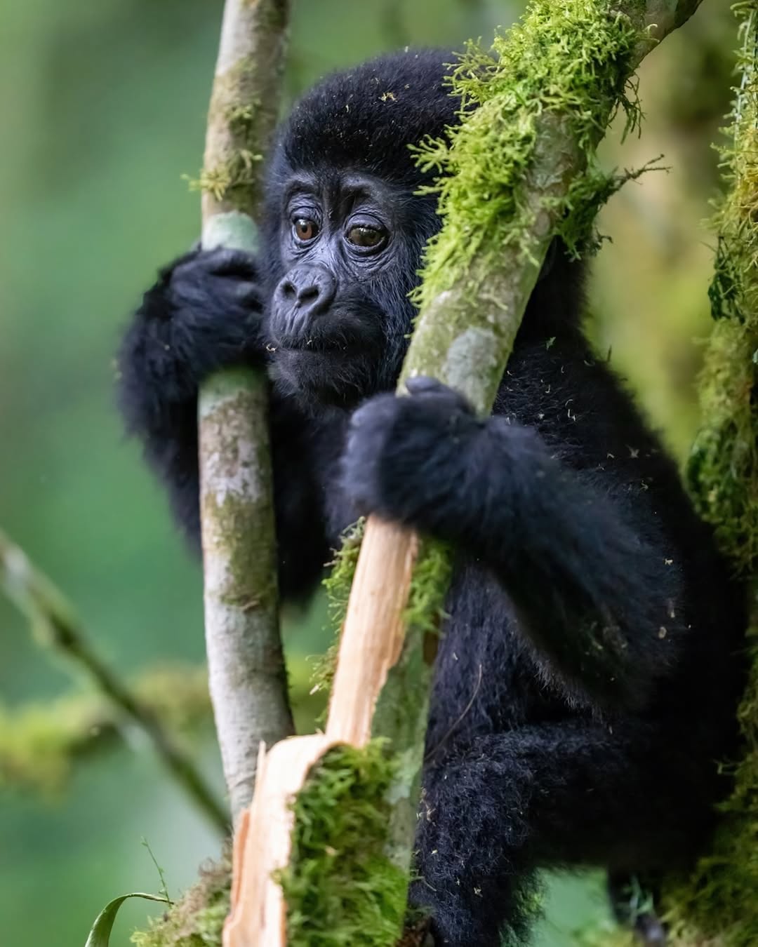 Gorilla photo by JK Wildlife Photo, inviting dream trip booking with Elevana