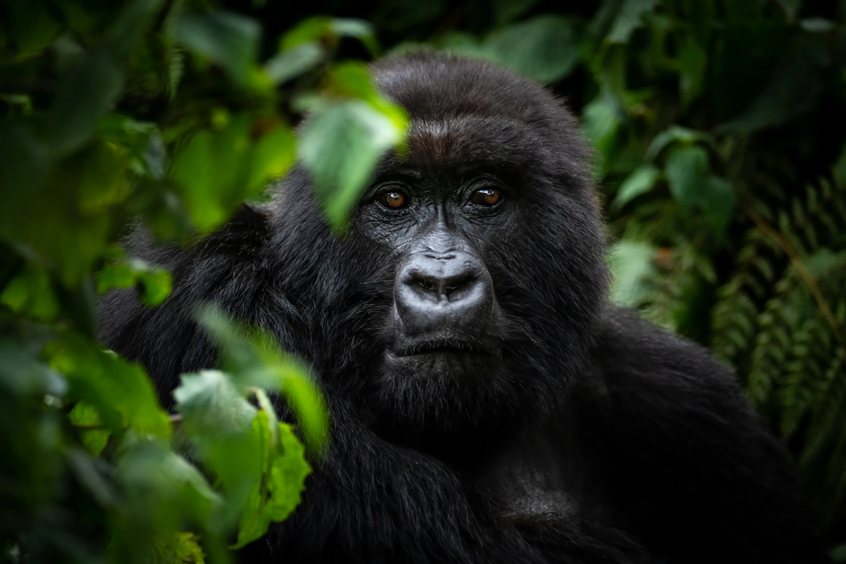 Private luxury gorilla trekking at Singita Kwitonda Lodge, Volcanoes National Park