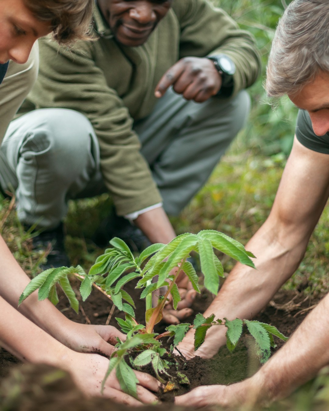 Mountain gorilla conservation and protection efforts in Uganda and Rwanda