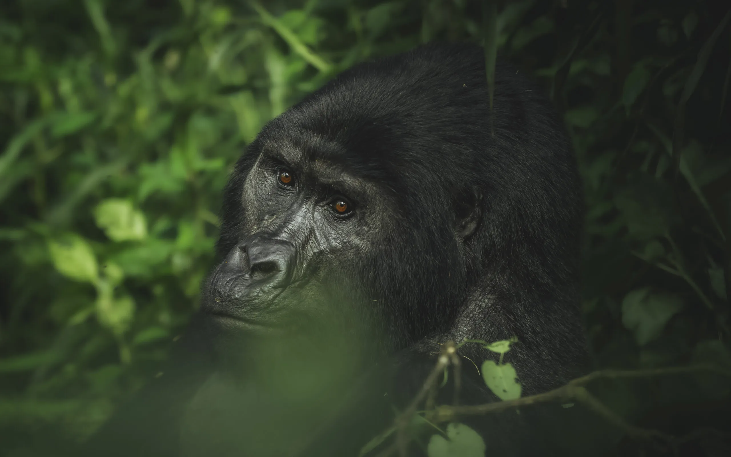 6 Days Luxury Gorilla Trekking for Gay Couples Rwanda