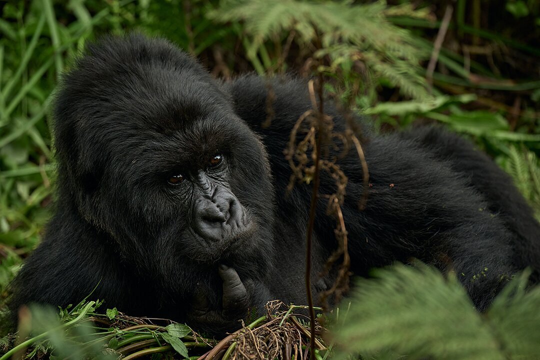 Mountain gorilla close encounter in luxury safari experience