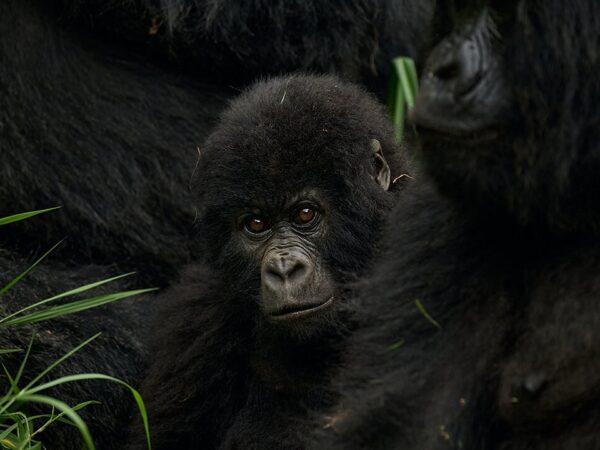 The Elevana Signature Gorilla Journey