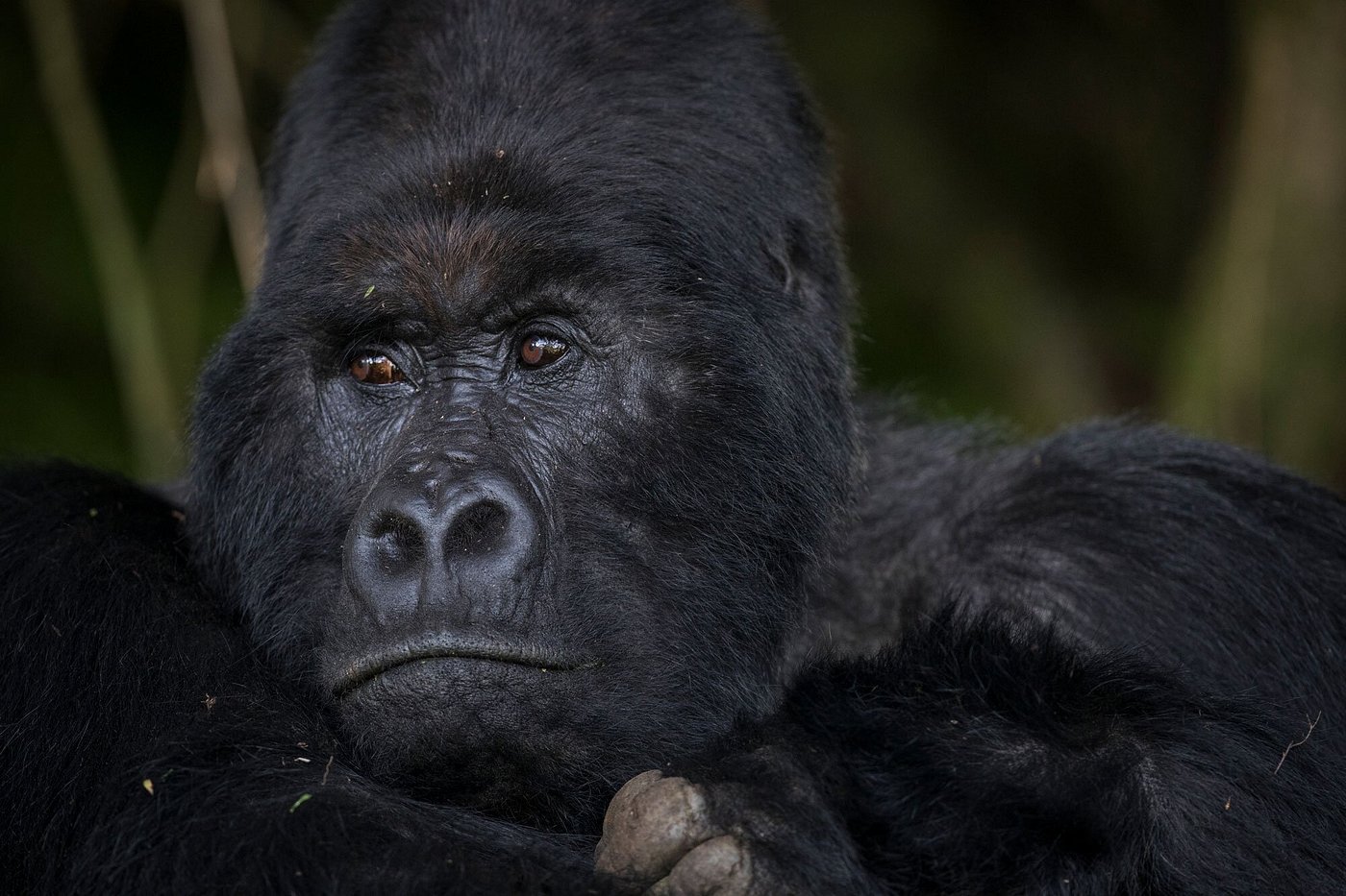 10 Days Luxury Gorilla Trekking for Gay Couples