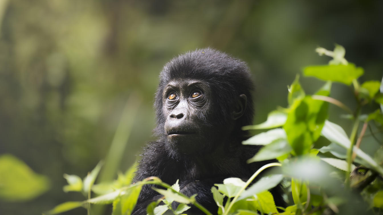 Mountain gorilla photographed in Uganda rainforest on a luxury photography tour