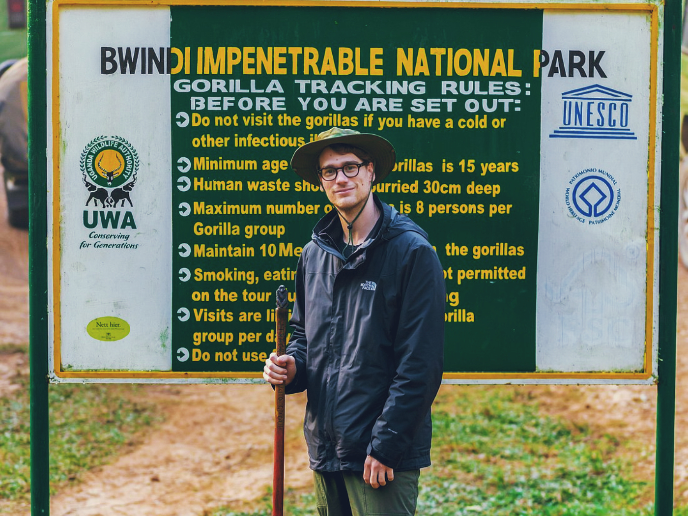 Gorilla safari wildlife scene in lush rainforest