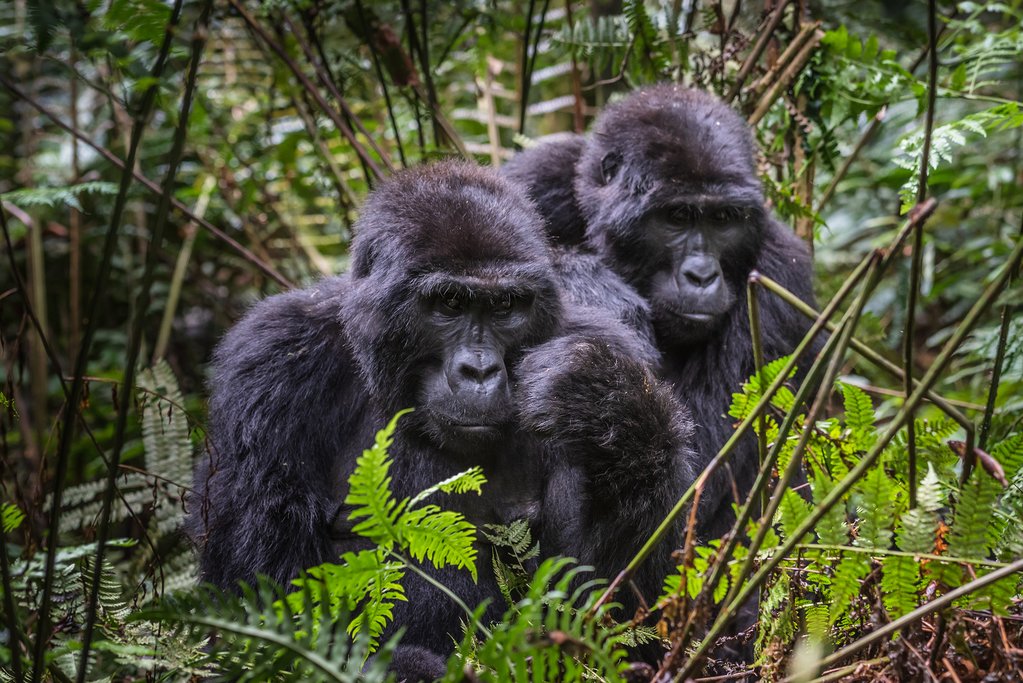Gorillas in Bwindi Forest National Park