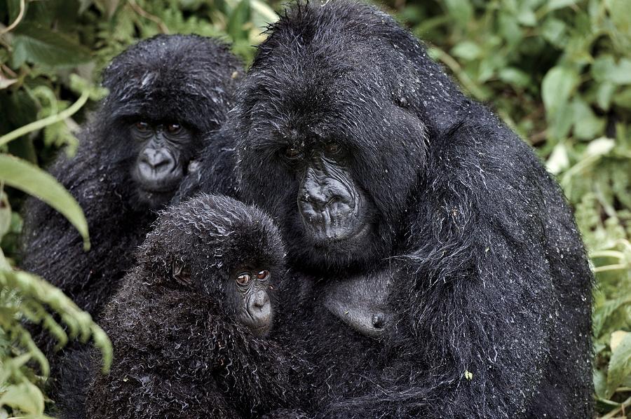 Mountain gorilla family group
