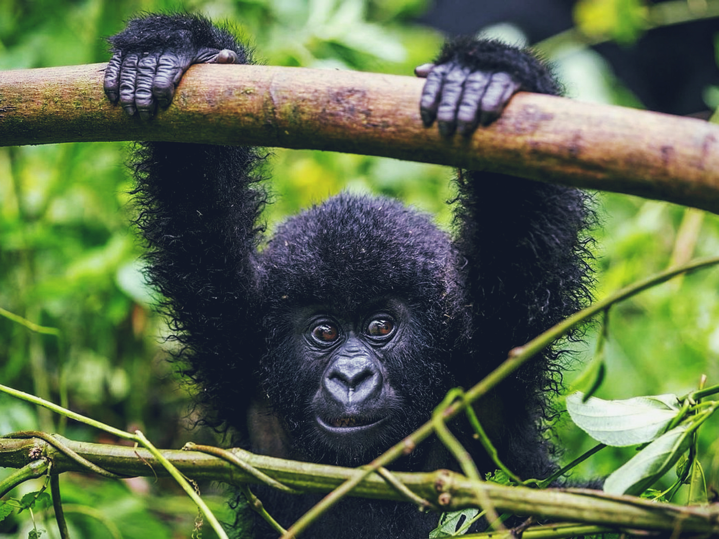 Bwindi Impenetrable National Park