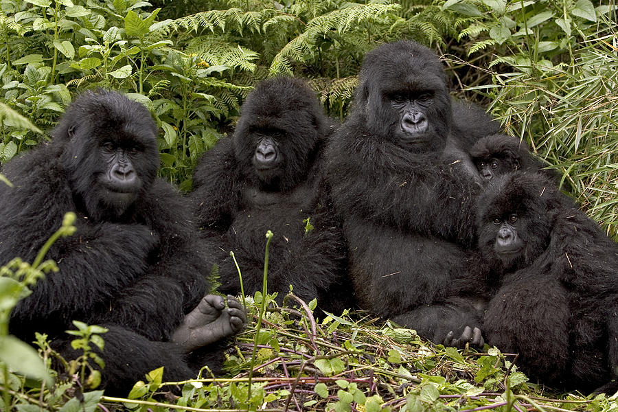 Best gorilla families to trek with Elevana