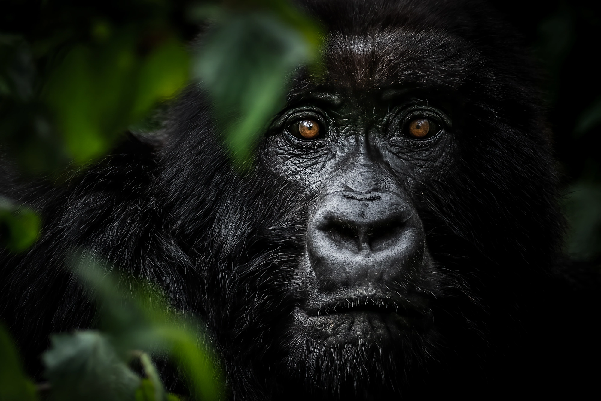 Exclusive private gorilla trekking encounter