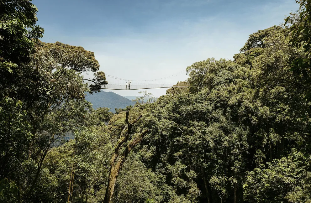 Chimpanzee tracking in Nyungwe National Park adds another exciting dimension to a Rwanda luxury safari experience. Guests can witness the fascinating behavior of these intelligent 