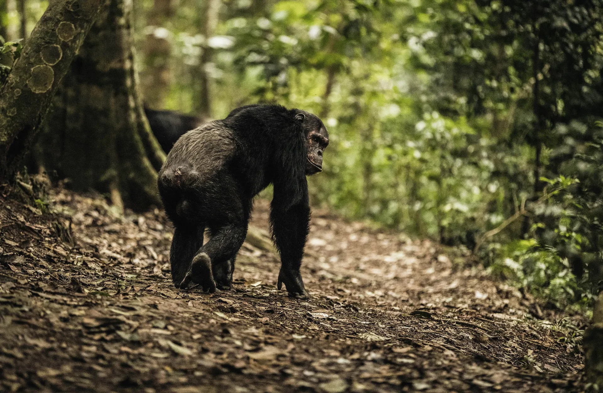 Chimpanzee trekking experience in Rwanda forest