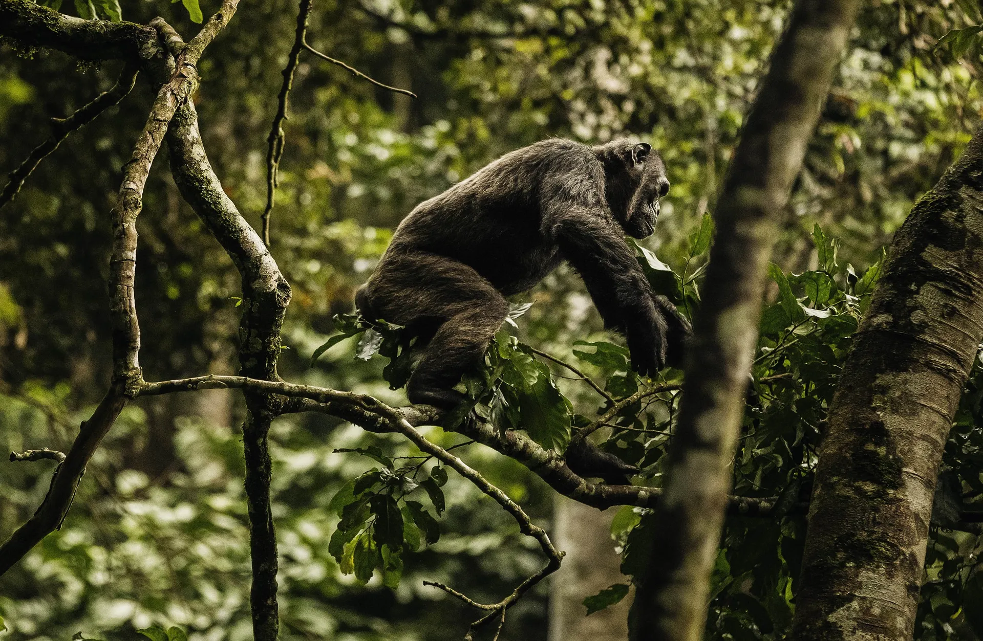 Luxury chimpanzee trekking experience in Nyungwe Forest National Park Rwanda
