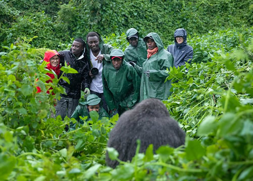 Cost and value of luxury gorilla trekking experience