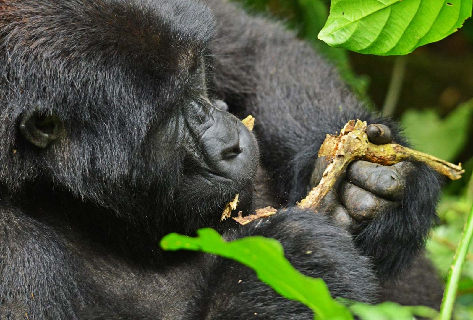 Close encounter with mountain gorillas during a luxury trekking experience