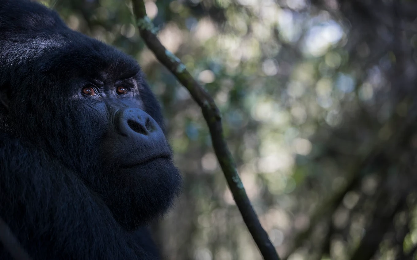 Luxury gorilla trekking experience with Elevana Gorilla Holidays