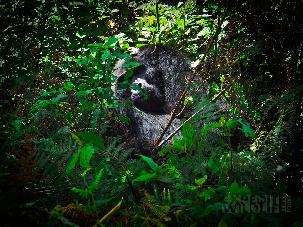 Close-up mountain gorilla encounter in Volcanoes National Park Rwanda