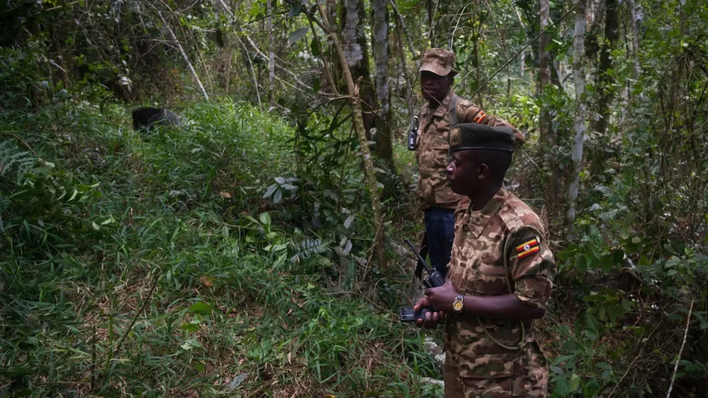 How to Book Luxury Gorilla Permits in Uganda & Rwanda