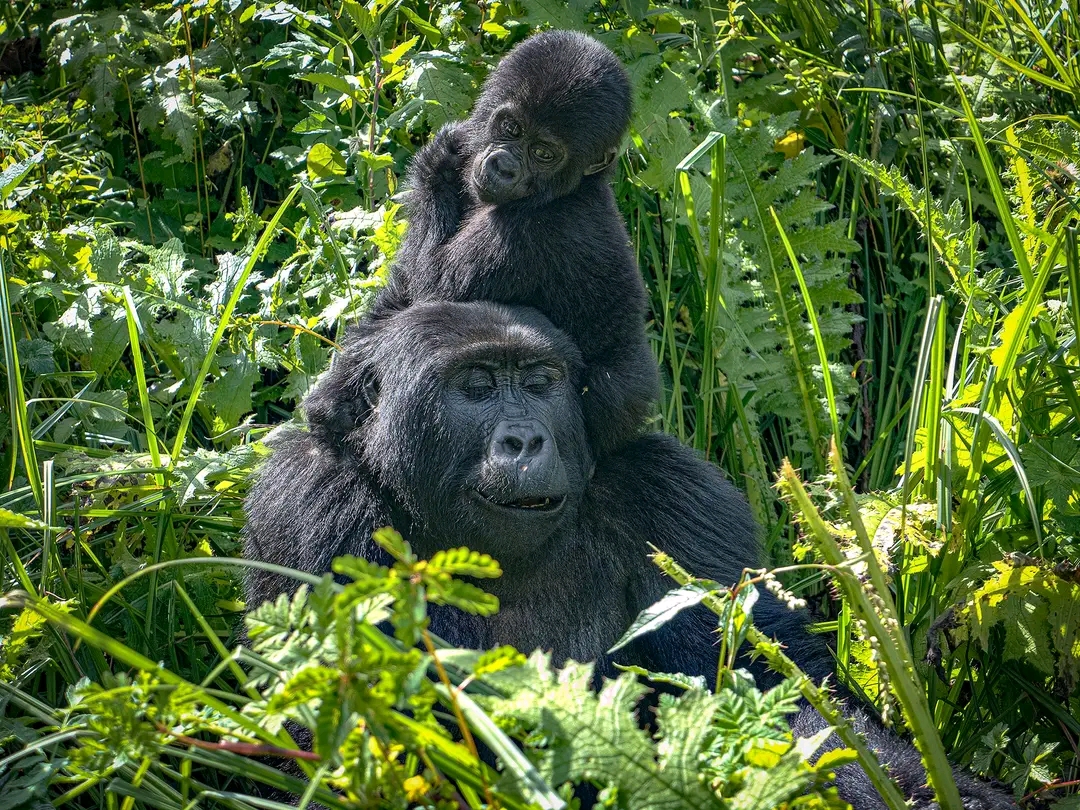 8 Days Luxury Gorilla Trekking for Gay Couples