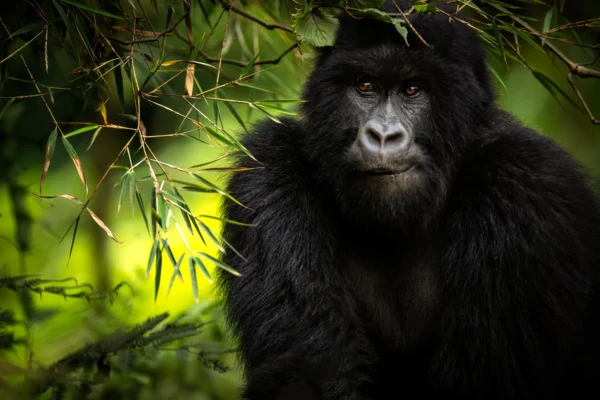 3-Day Ultra-Luxury Gorilla Trekking in Bwindi Impenetrable Forest