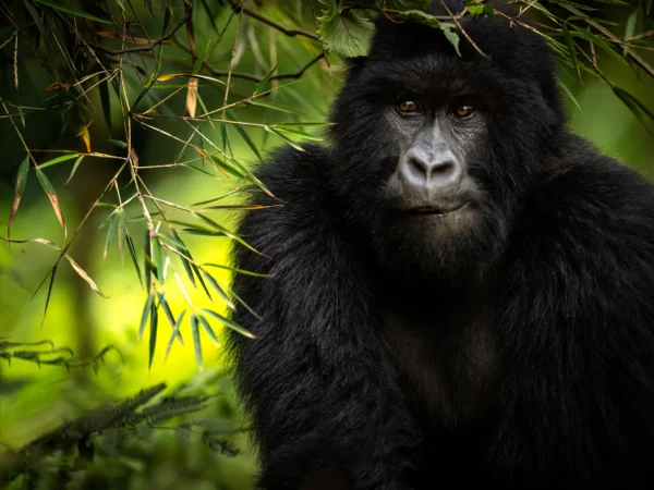 3-Day Ultra-Luxury Gorilla Trekking in Bwindi Impenetrable Forest