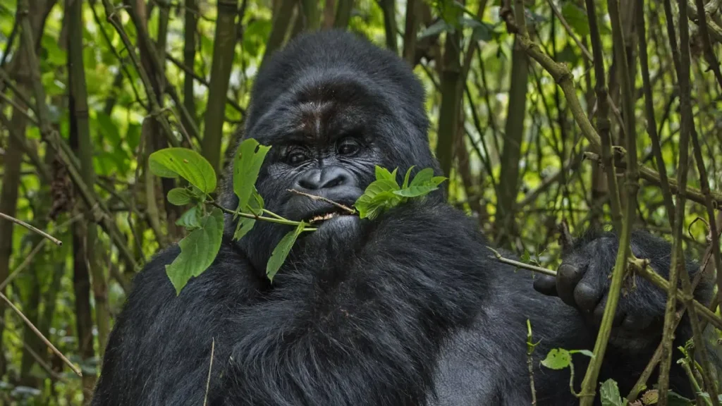Private Gorilla Trekking vs Group Trekking – Which Is Worth It for Luxury Travelers?