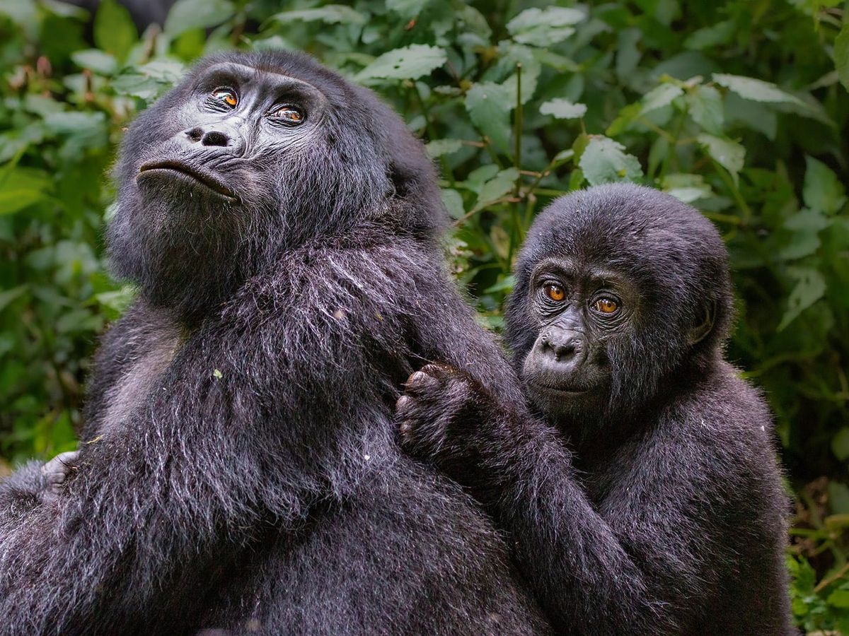Luxury gorilla trekking in Uganda