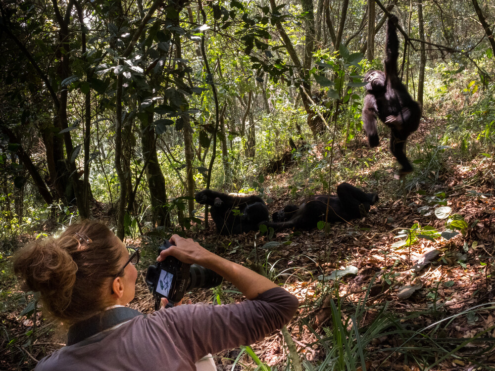 Signature private gorilla safari by Elevana